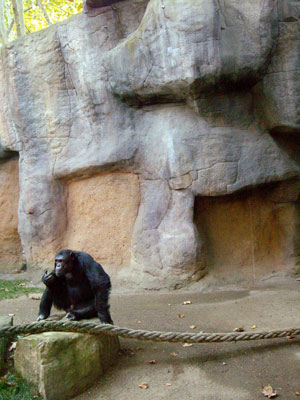 zoo-chimpances-barcelona1-txtarte