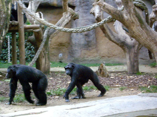 zoo-chimpances-barcelona7-txtarte